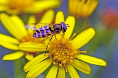 Lesser Banded Hoverfly [Syrphus vitripennis]