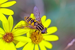 Sun Fly [Helophilus pendulus]