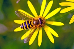Common Flower Fly [Syrphus ribesii]