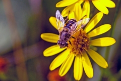 Plain-faced Drone Fly [Eristalis arbustorum]