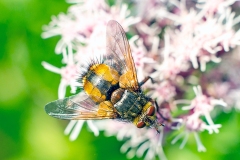 Common Tachinid [Tachina fera]