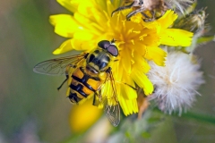 Death's Head Fly [Myathropa florea]