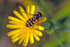Black-tailed Aphideater [Eupeodes luniger]