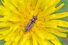 Meadow Boxer [Platycheirus peltatus]
