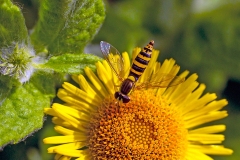 Long Hoverfly [Sphaerophoria scripta]
