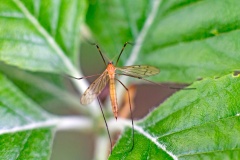 cranefly [Limonia phragmitidis]