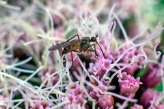 dagger fly [Empis nigritarsis]