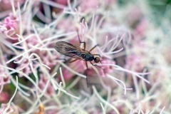 dagger fly [Empis nigritarsis]