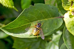 Large Spearhorn [Chrysotoxum cautum]
