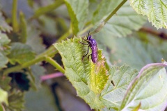 Violet Black-legged Robberfly [Dioctria atricapilla]