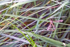 Black-striped Cranefly [Tipula vernalis]