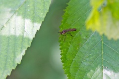 Stripe-legged Robberfly [Dioctria baumhaueri]
