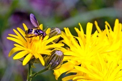 Two-banded Wasp Hoverfly [Chrysotoxum bicinctum]