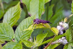Common Awl Robberfly [Neoitamus cyanurus]