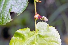 Lime Leaf-stalk Gall Midge [Contarinia tiliarum]