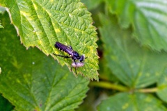 Golden-haired Robberfly [Choerades marginatus]