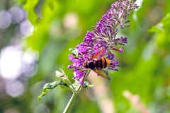 Hornet Hoverfly [Volucella zonaria]