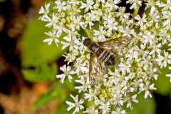 Downland Bee-fly [Villa cingulata]