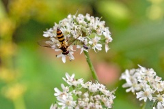 Banded Thintail [Meliscaeva cinctella]