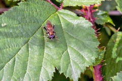 Orange-belted Leafwalker [Xylota segnis]
