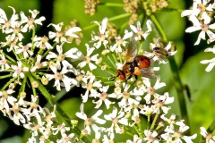 Ladybird Fly [Gymnosoma rotundatum]