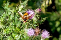 Lesser Hornet Hoverfly [Volucella inanis]