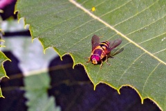Common Flower Fly [Syrphus ribesii]