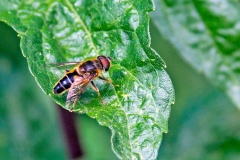 Tapered Drone Fly [Eristalis pertinax]