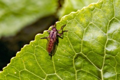 Brown Heath Robberfly [Machimus cingulatus]