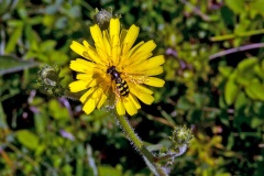 Black-tailed Aphideater [Eupeodes luniger]