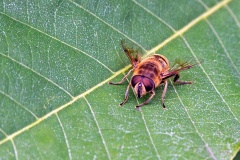 Common Drone Fly [Eristalis tenax]