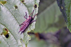 Kite-tailed Robberfly [Machimus atricapillus]