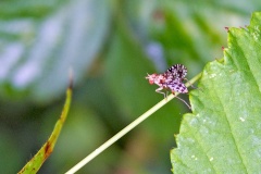 Snail-killing Fly [Trypetoptera punctulata]