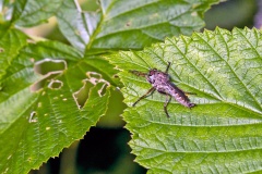 Kite-tailed Robberfly [Machimus atricapillus]