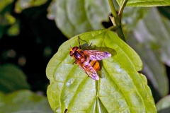 Hornet Hoverfly [Volucella zonaria]
