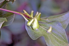 Dogwood Rivet Midge [Craneiobia corni]