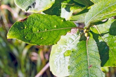 Sallow Gall Midge [Iteomyia capreae]