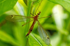cranefly [Tipula lunata]