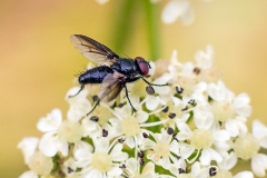 Dark-winged Flesh Fly [Nyctia halterata]