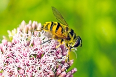 Death's Head Fly [Myathropa florea]