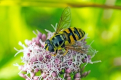 Death's Head Fly [Myathropa florea]