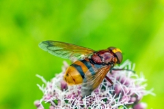 Hornet Hoverfly [Volucella zonaria]