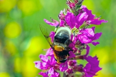 Bumble Bee Hoverfly [Volucella bombylans]