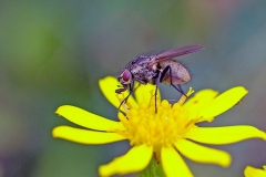 muscid fly [Helina reversio]