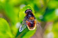 Furry Drone Fly [Eristalis intricaria]