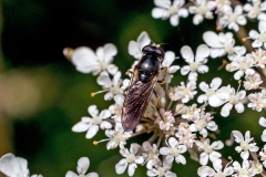 Truffle Blacklet [Cheilosia soror]