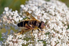 Tapered Drone Fly [Eristalis pertinax]