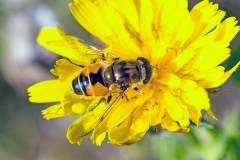 Stripe-faced Drone Fly [Eristalis nemorum]