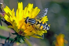 Lemon Marsh Fly [Helophilus trivitatus]