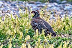 GALLIFORMES